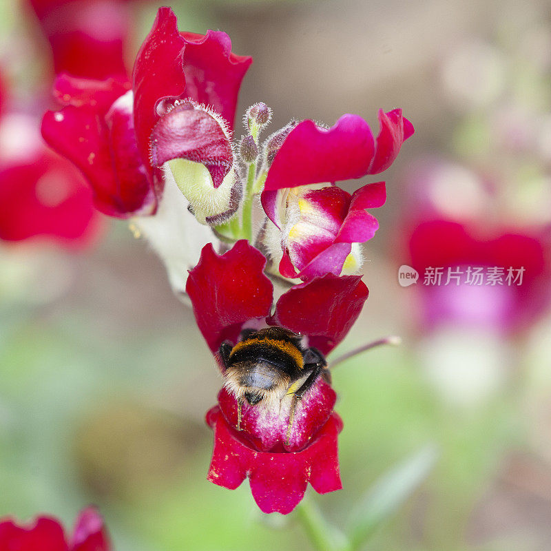 A Buff-tailed Bumblebee, Bombus terrestris,  feeding in a Snapdragon (Antirhinnum majus 'Night and Day') flower.
